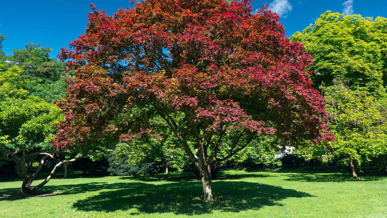 A big elm tree with red leaves
