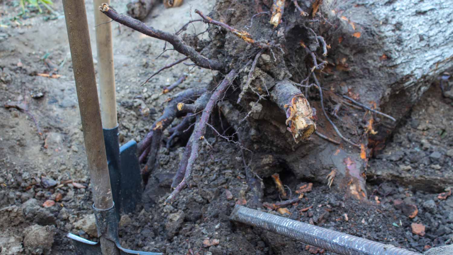old tree root shovel