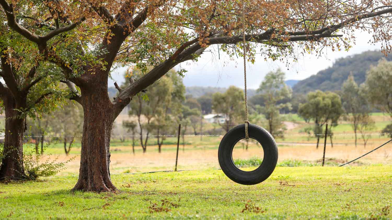 A tire swing hanging from an elm tree