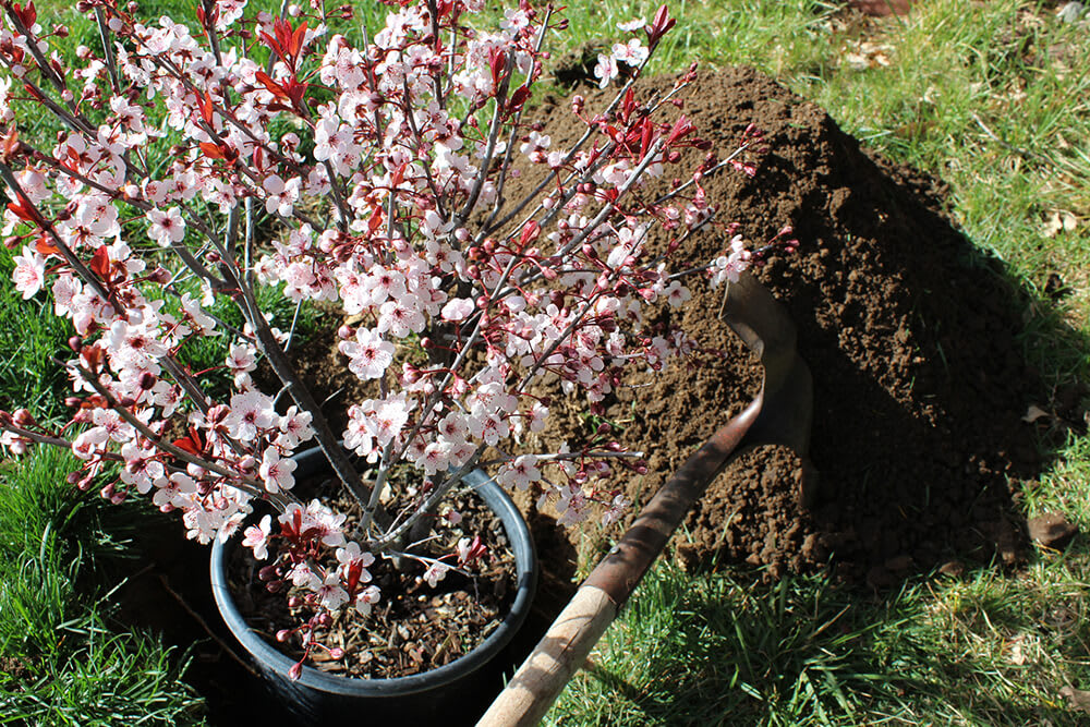 Planting a cherry tree
