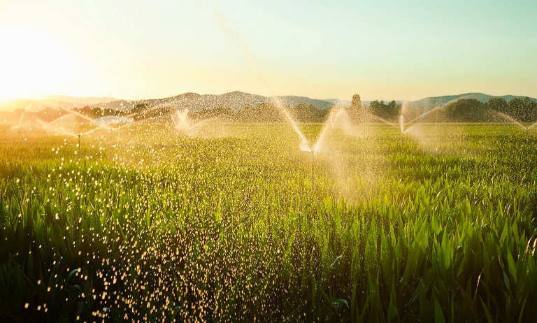 Backflow irrigation system in cornfield