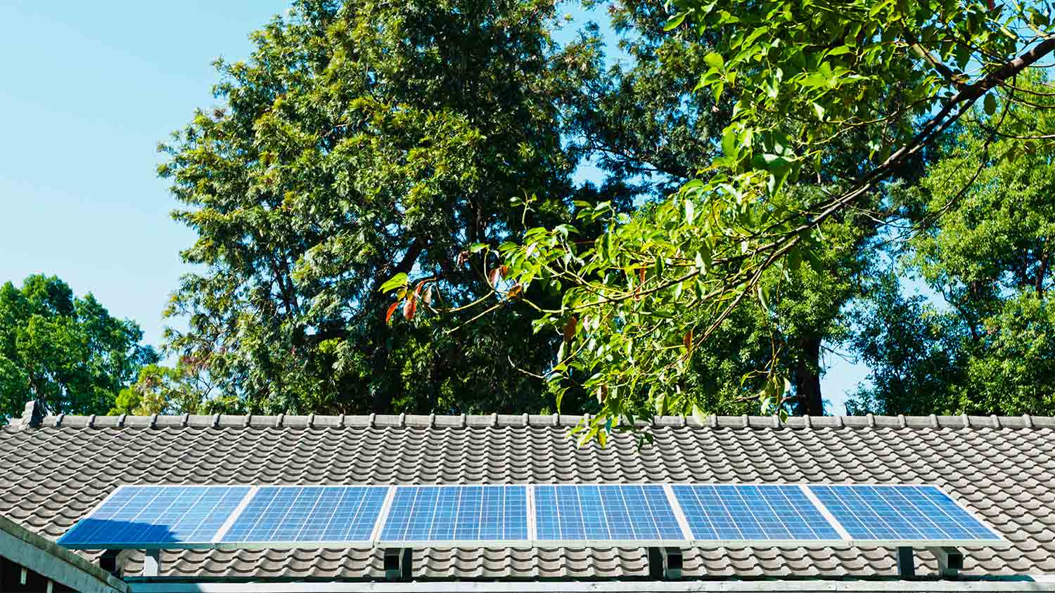solar energy panels near trees