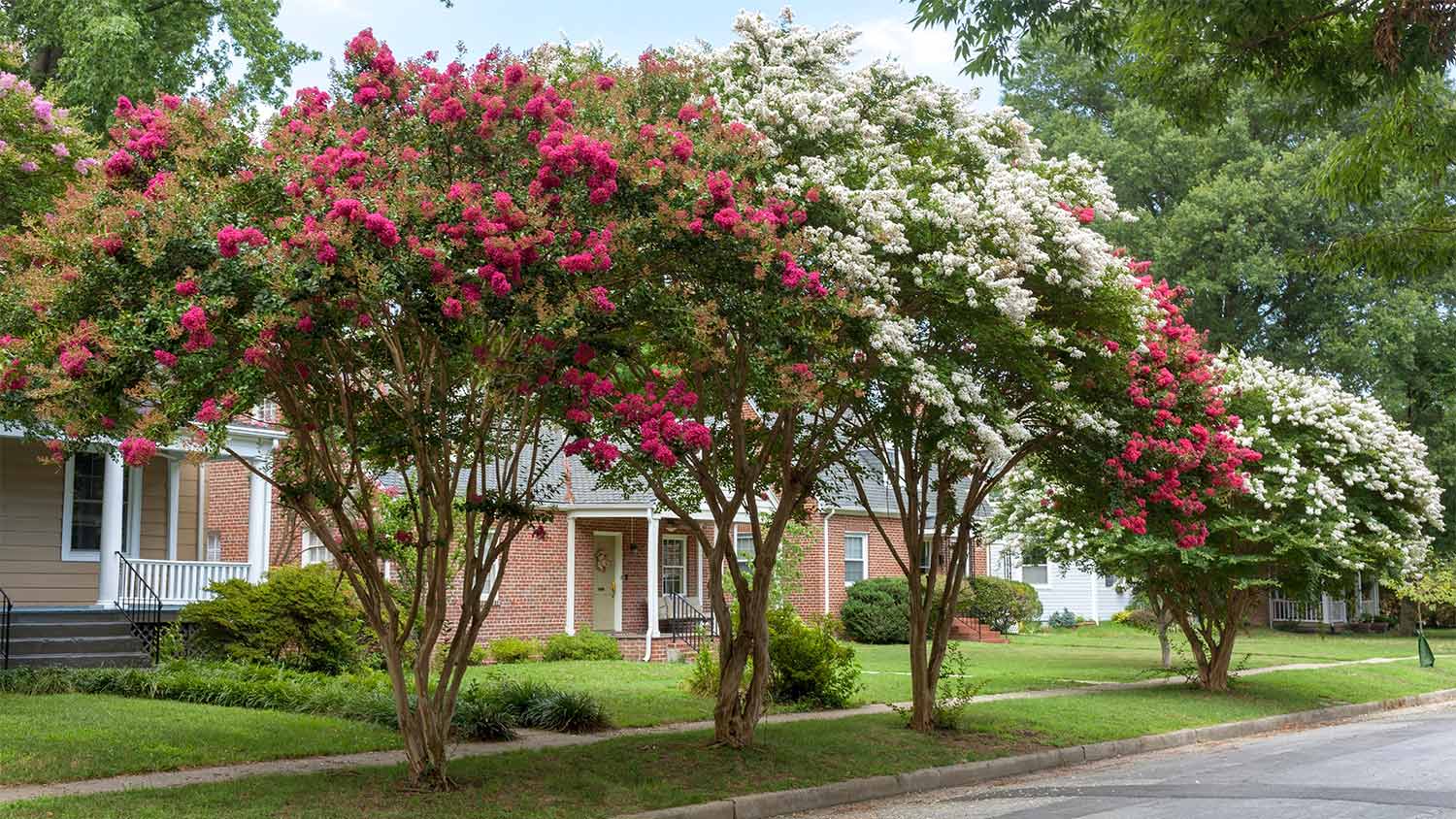Line up of crepe myrtles on the street.