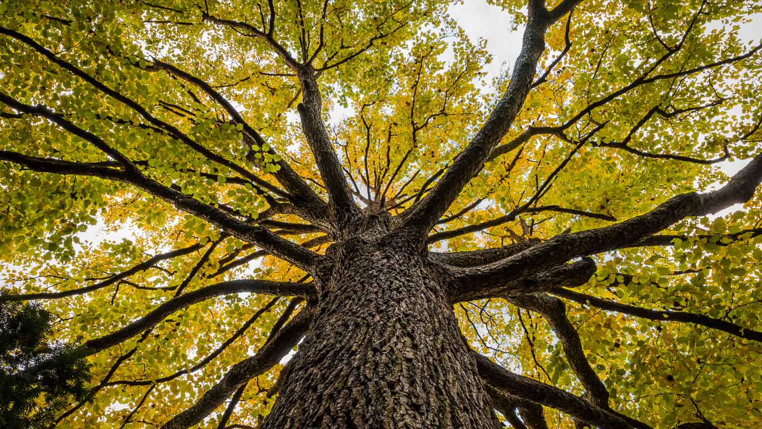 A beautiful elm tree from beneath