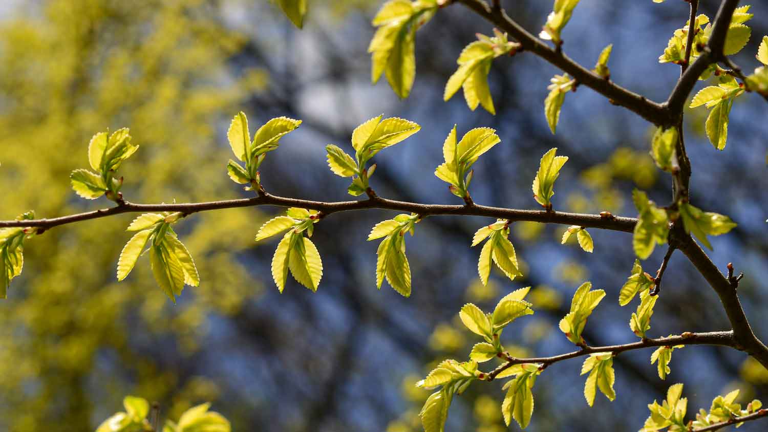 A branch with young leaves of ulmus parvifolia