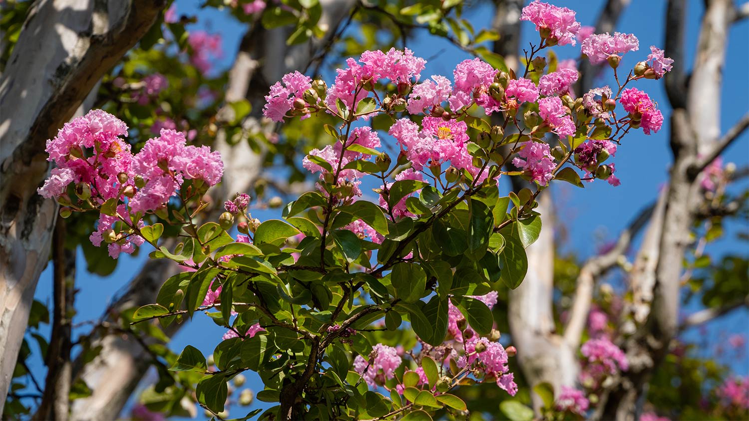 Pink blooming crepe myrtle