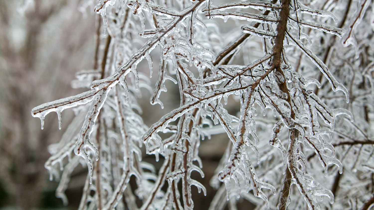 Close-up of frozen tree branches