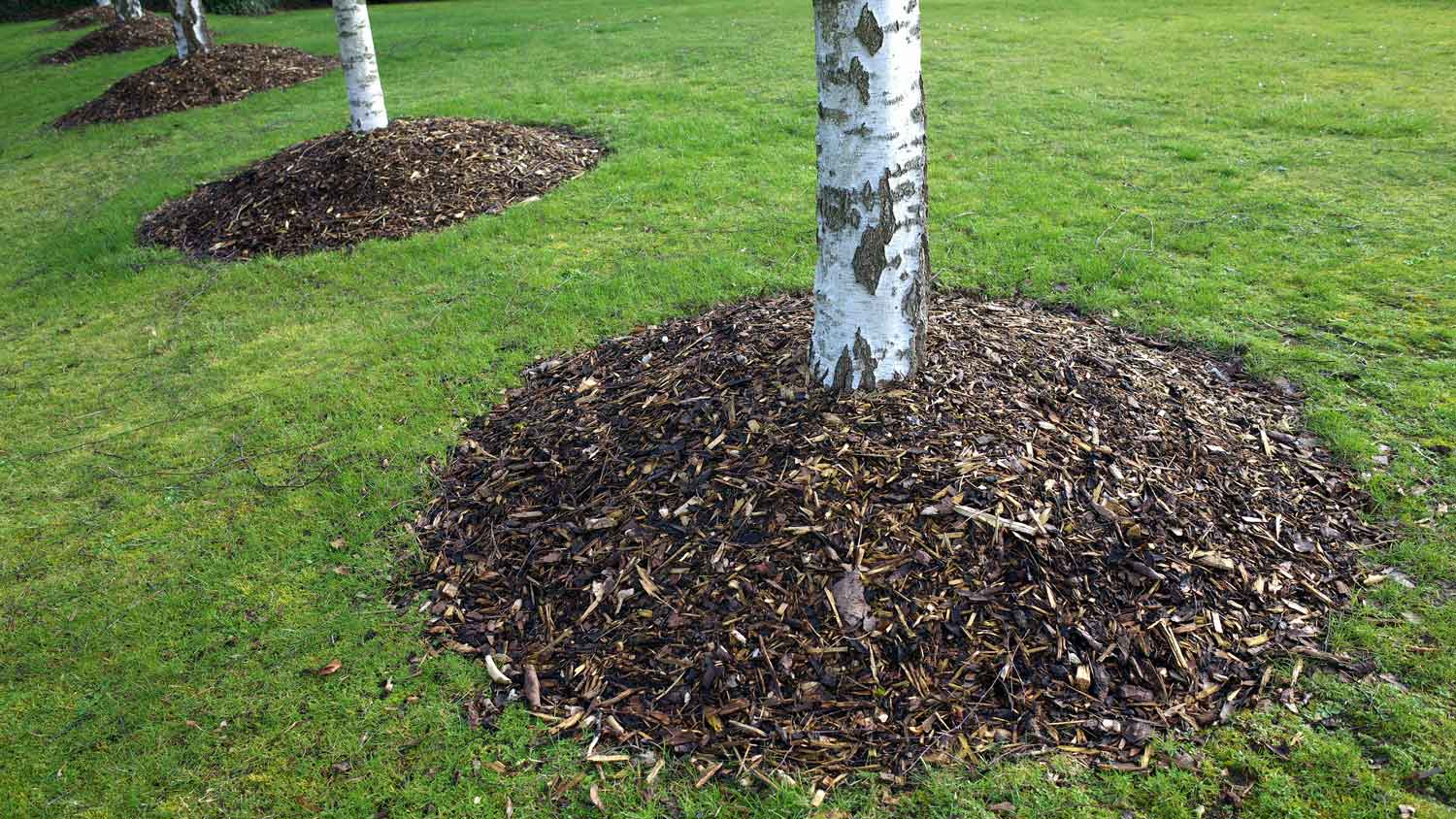 Silver Birch trees with wood chip mulch in their base