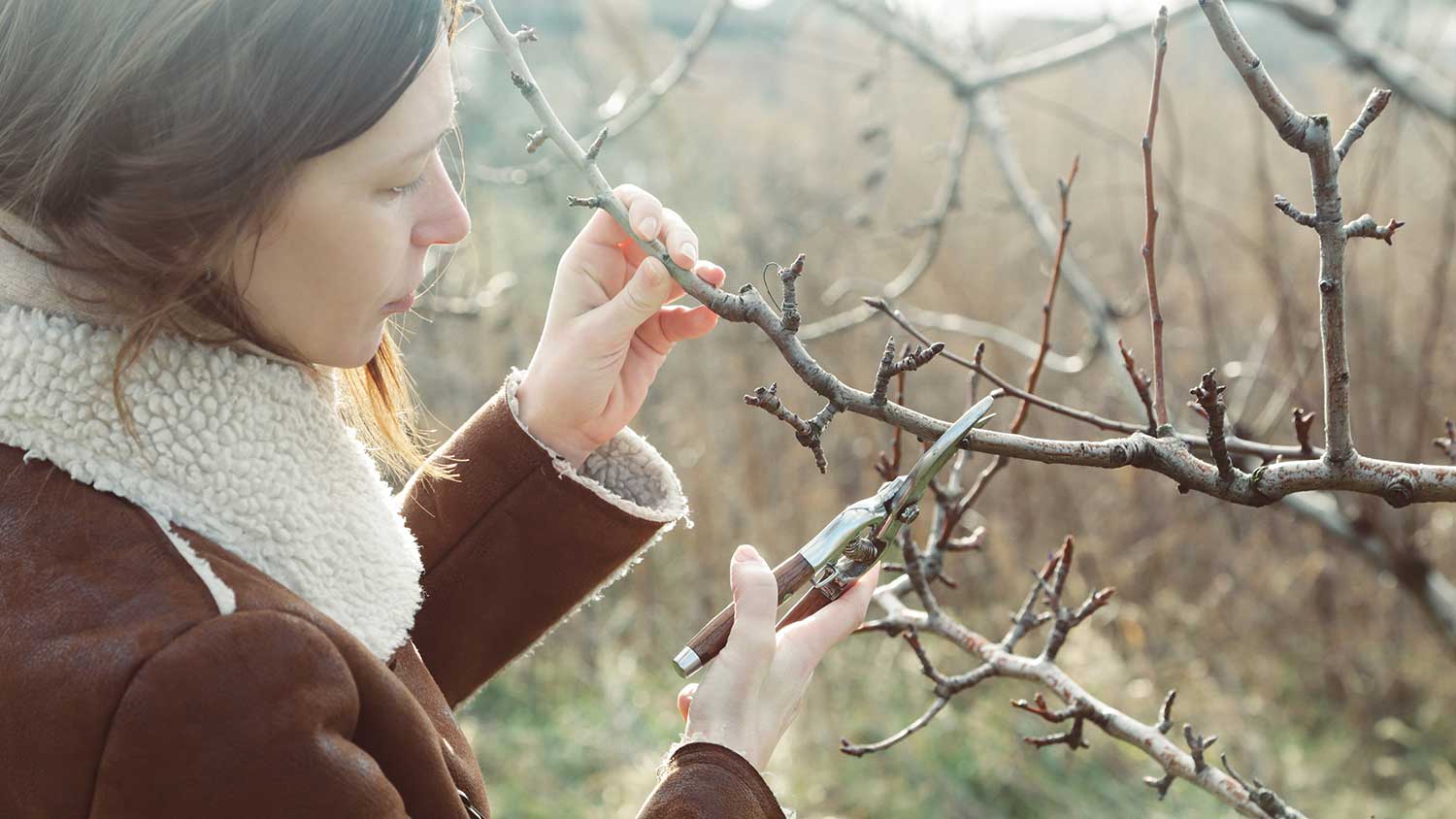 Woman pruning a tree during spring