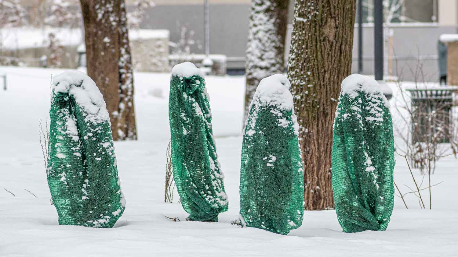 Small plants covered in green anti-freezing blankets