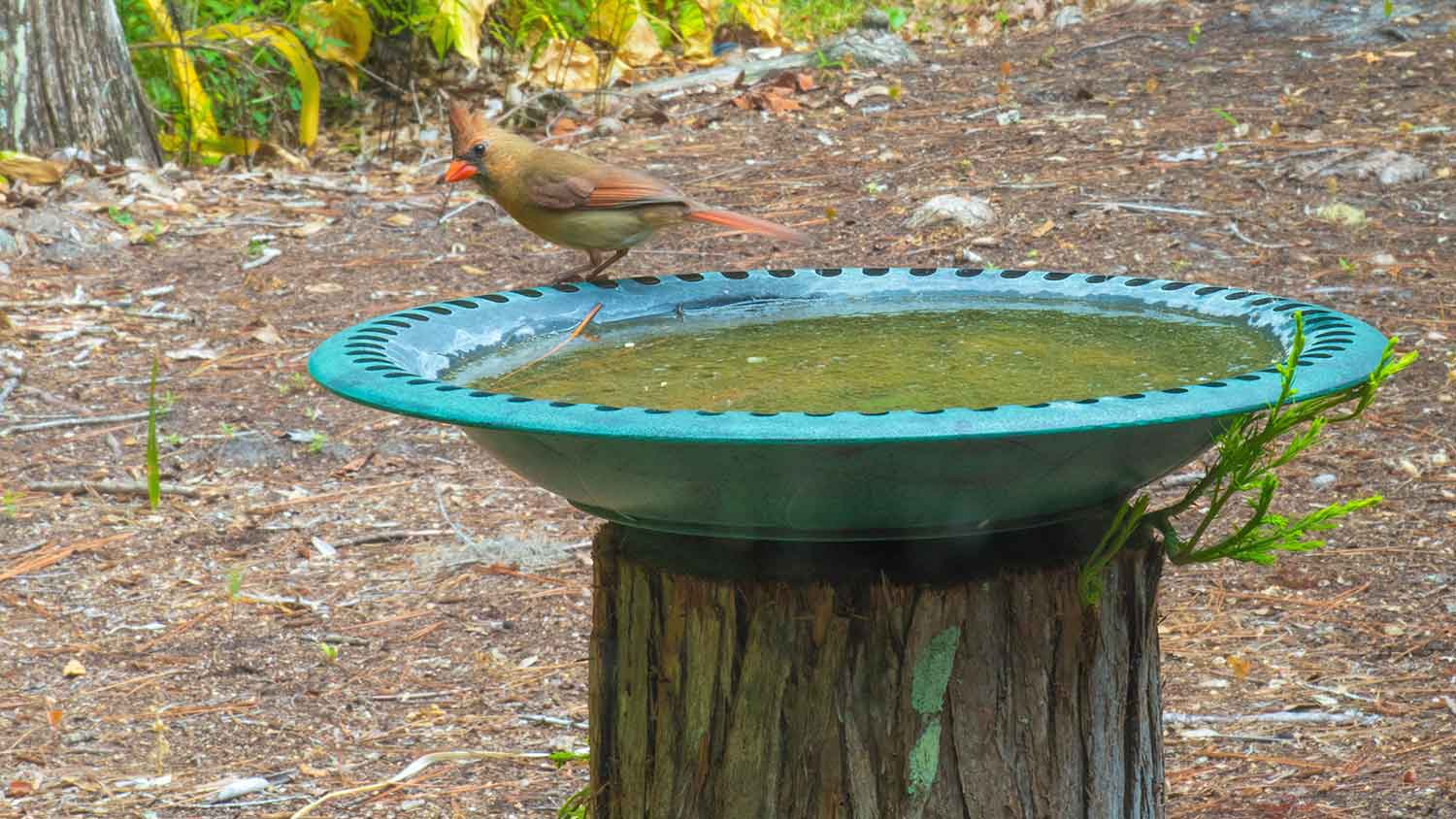 Cardinal in a bird bath sitting on a stump