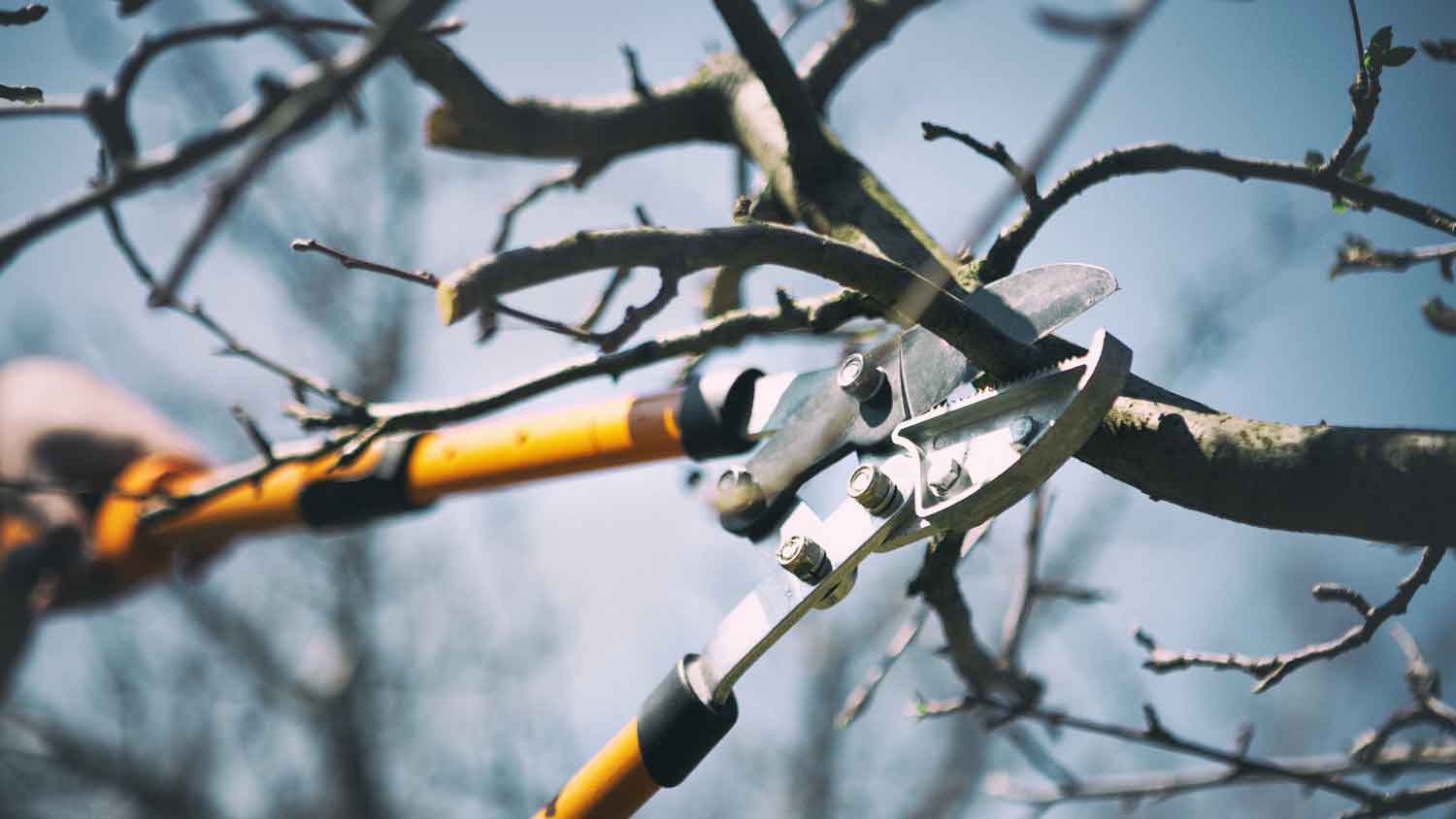 Close-up of a pair of shears trimming a tree