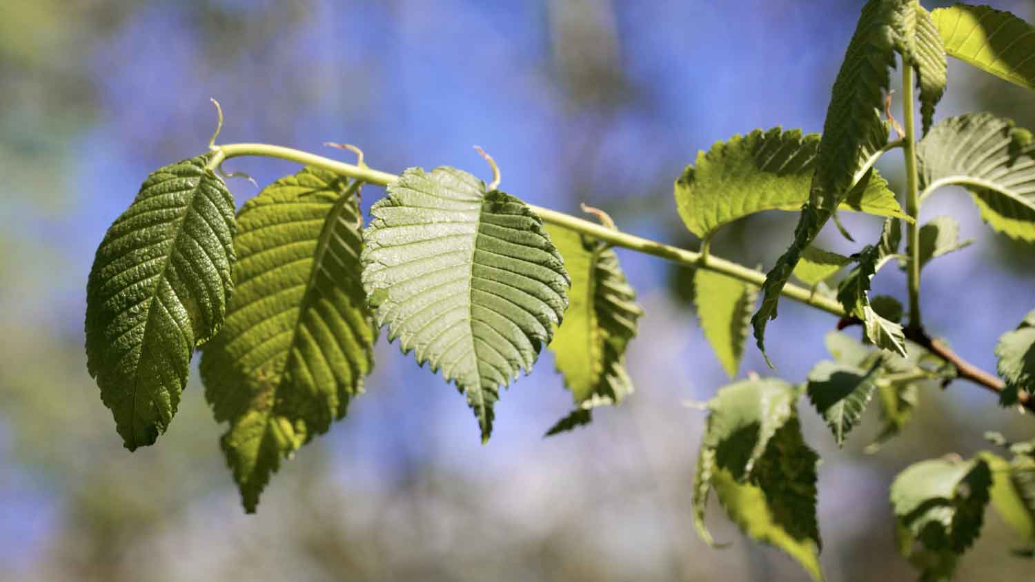 Leaves of an American elm