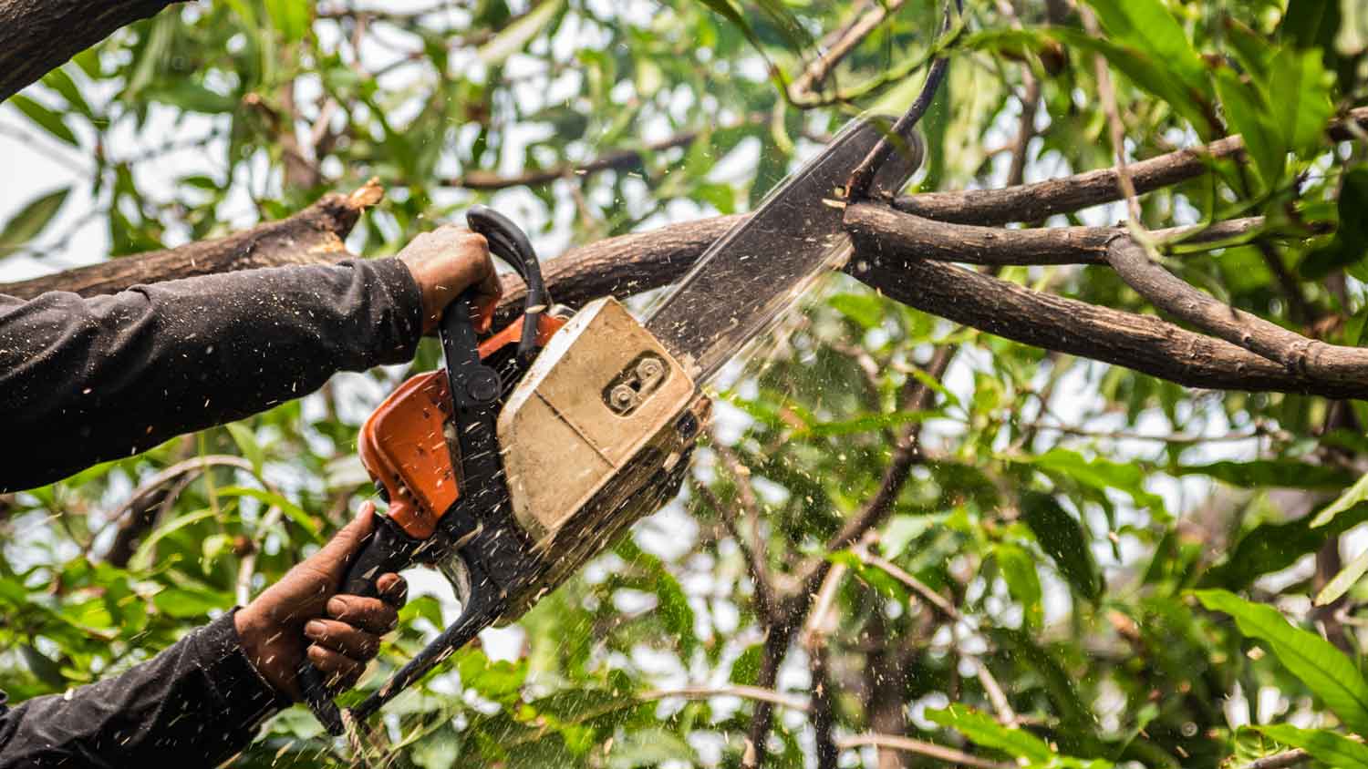 A person trimming a tree branch using a chainsaw