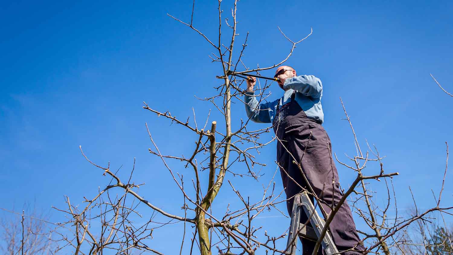 Man on a ladder pruning the top of a tree