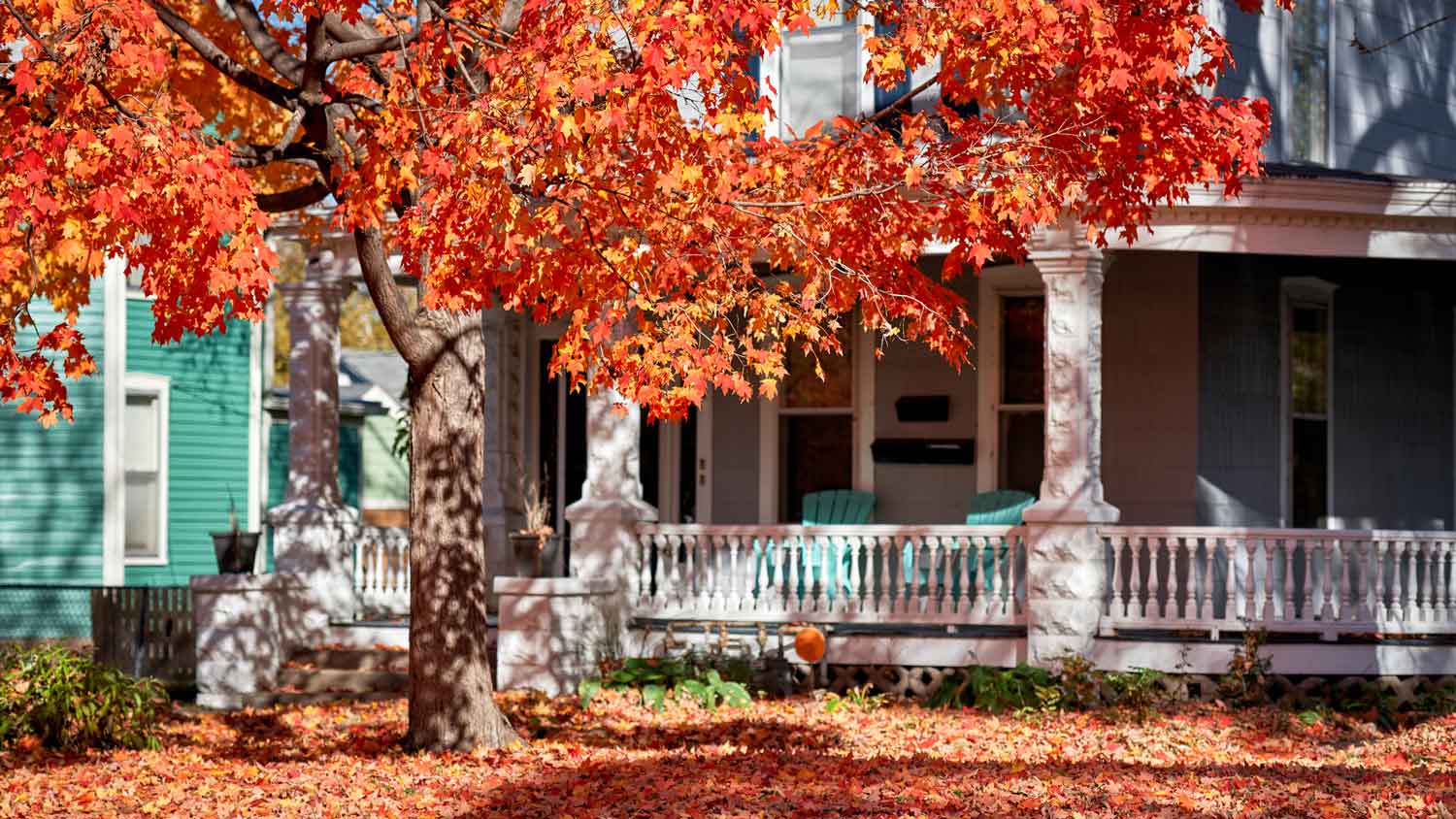 A maple tree in autumn outside a house