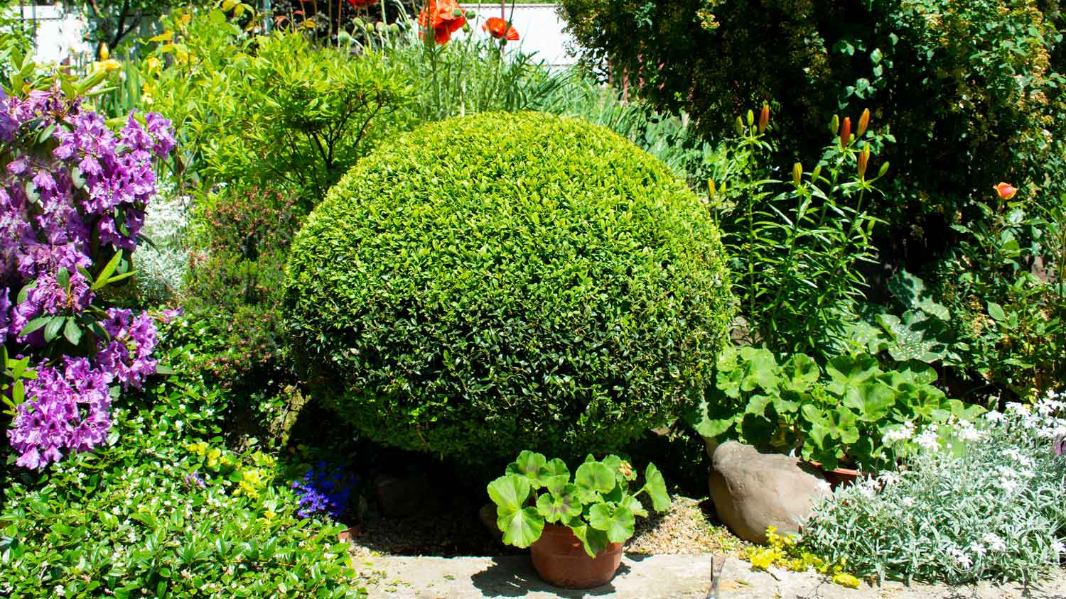 A perfectly round bush in a garden