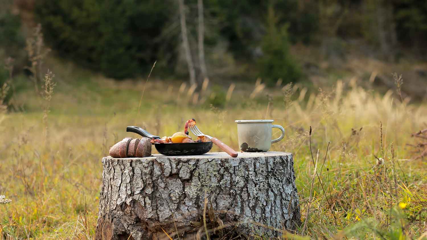 Tree stump in the forest with food on top
