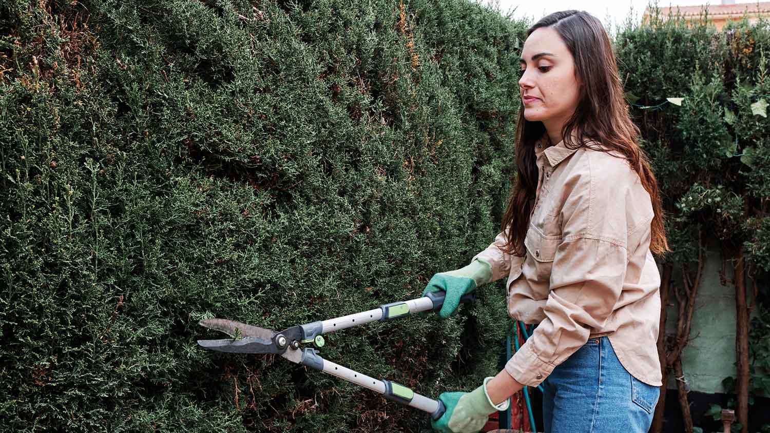 Woman trimming tall buses in her yard