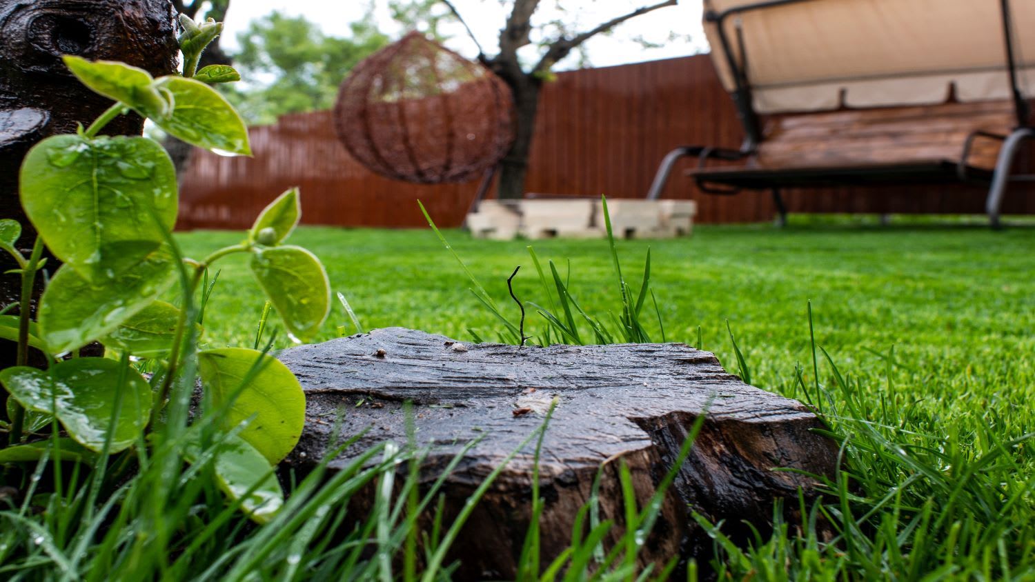 green grass and tree stump in the yard