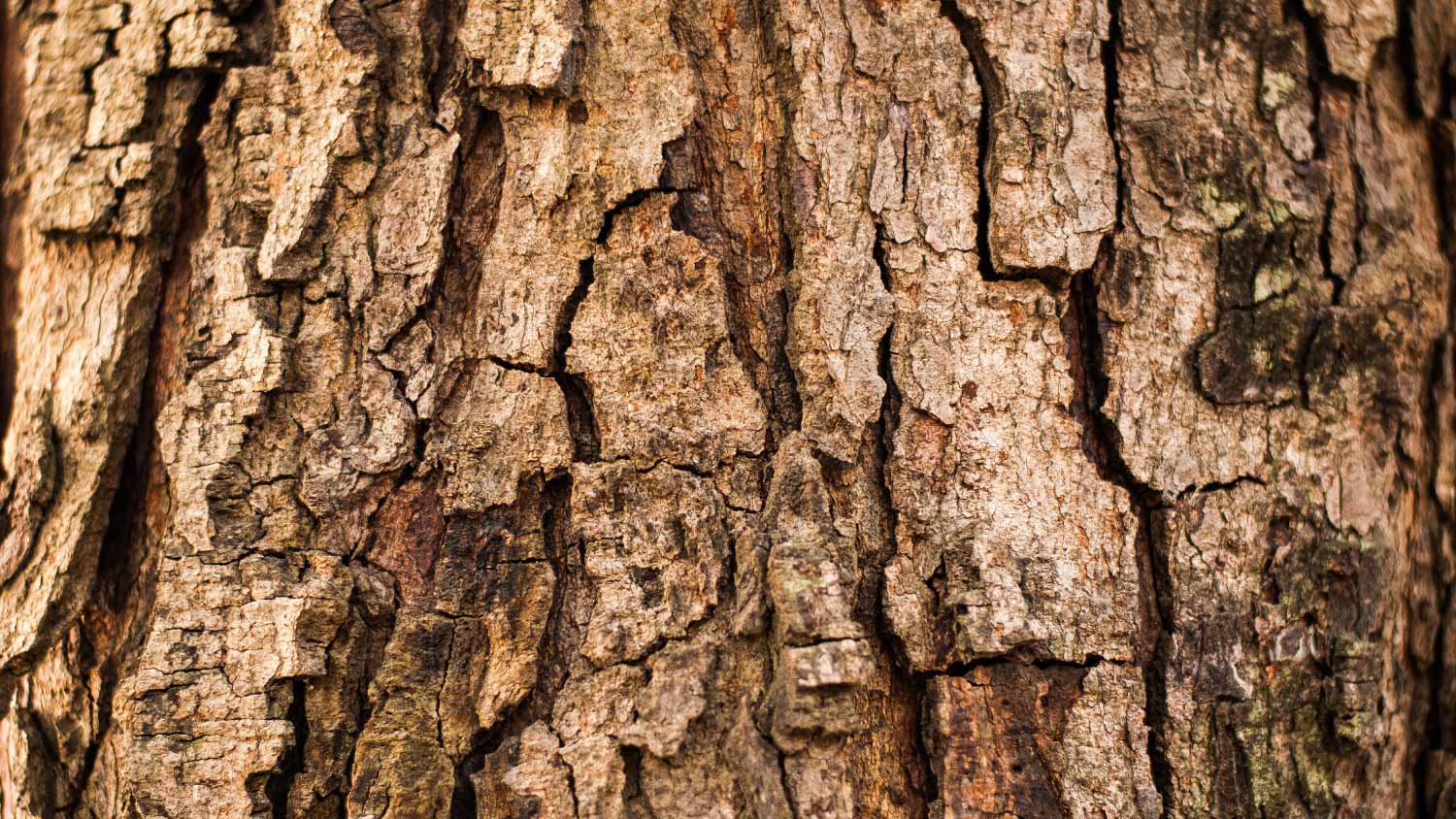 Close up tree bark texture