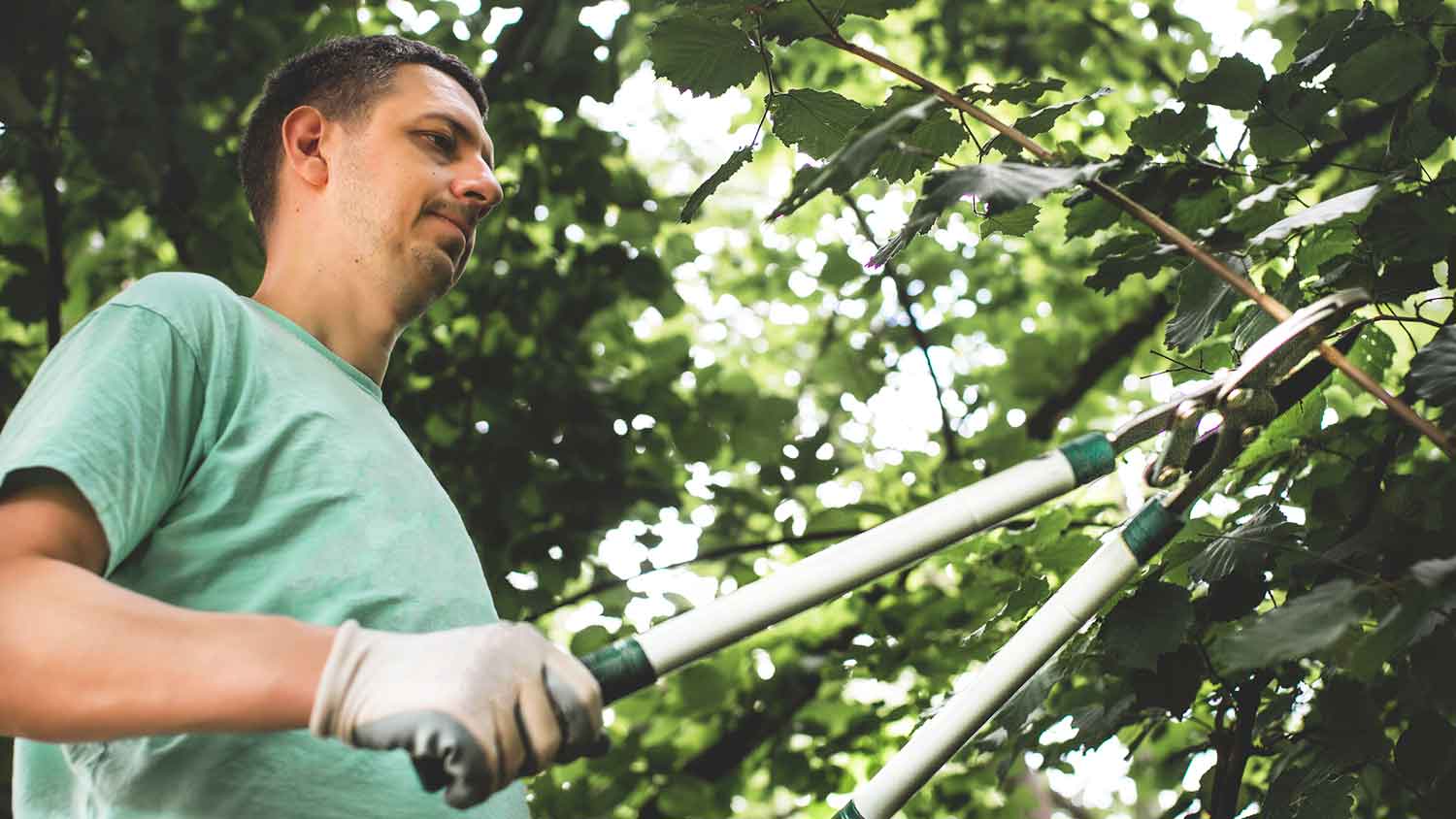 Man pruning a tree manually
