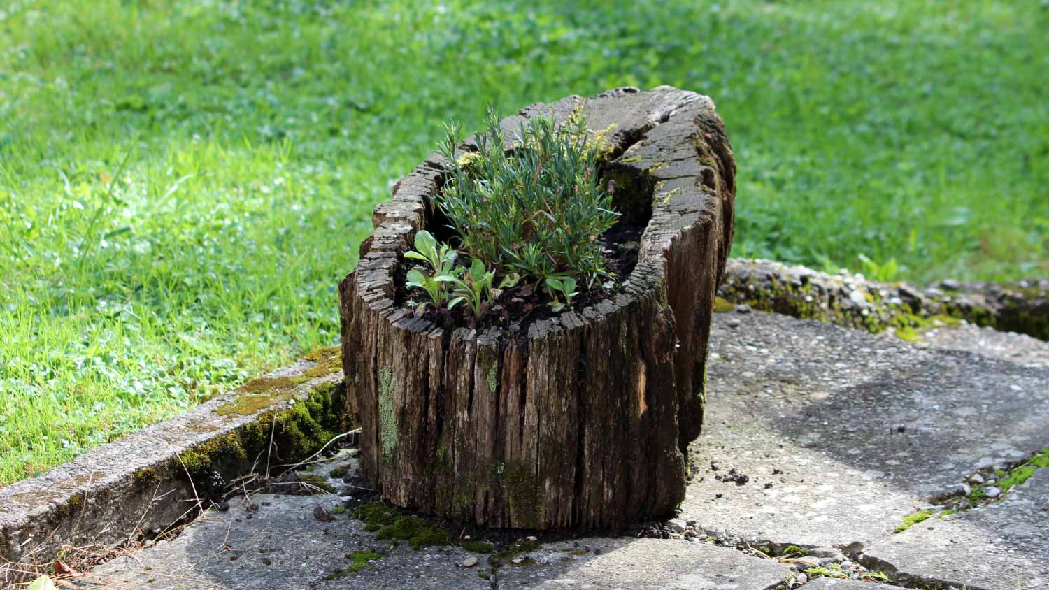 Hollowed out old tree stump