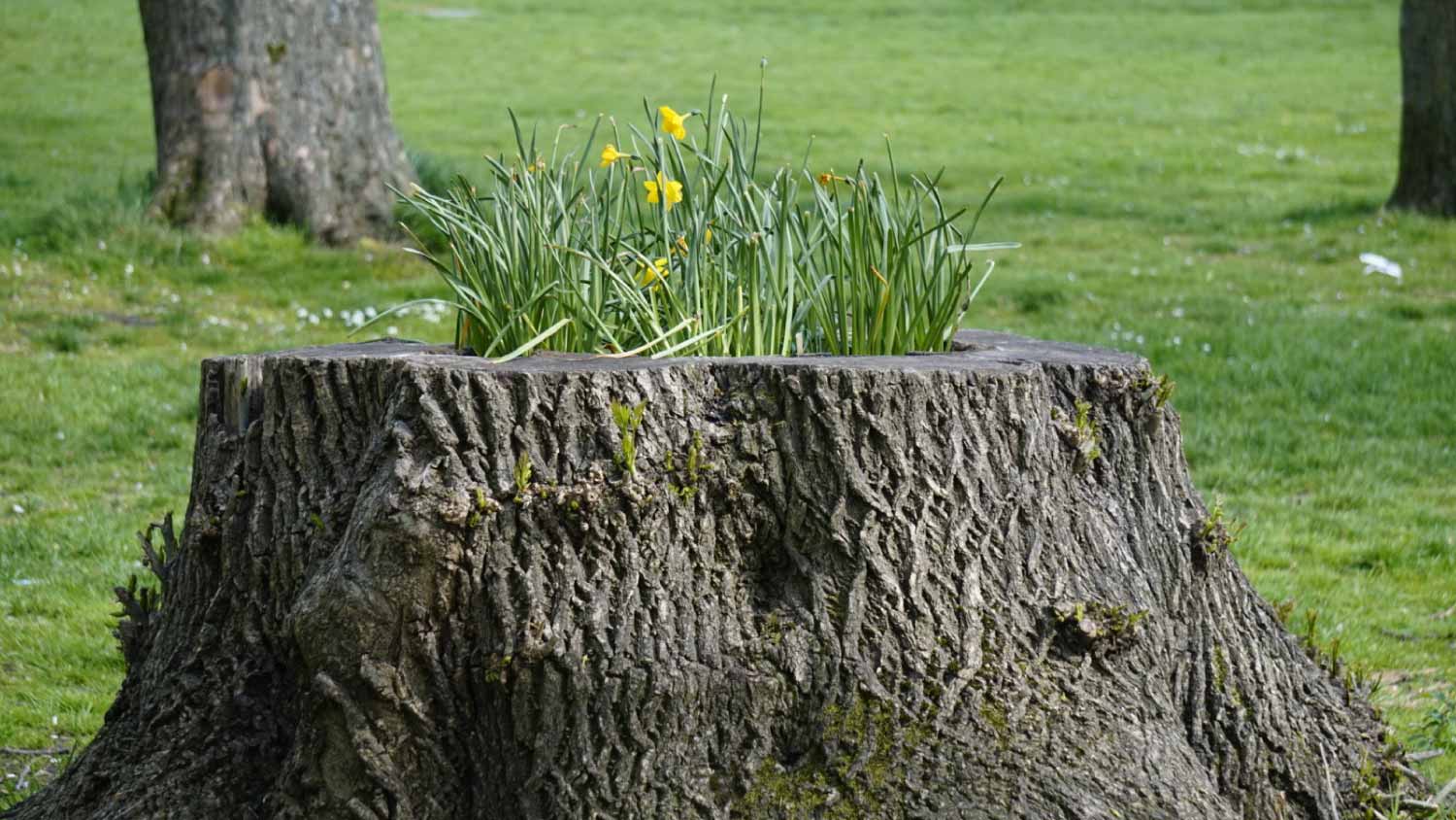 Tree stump with flowers