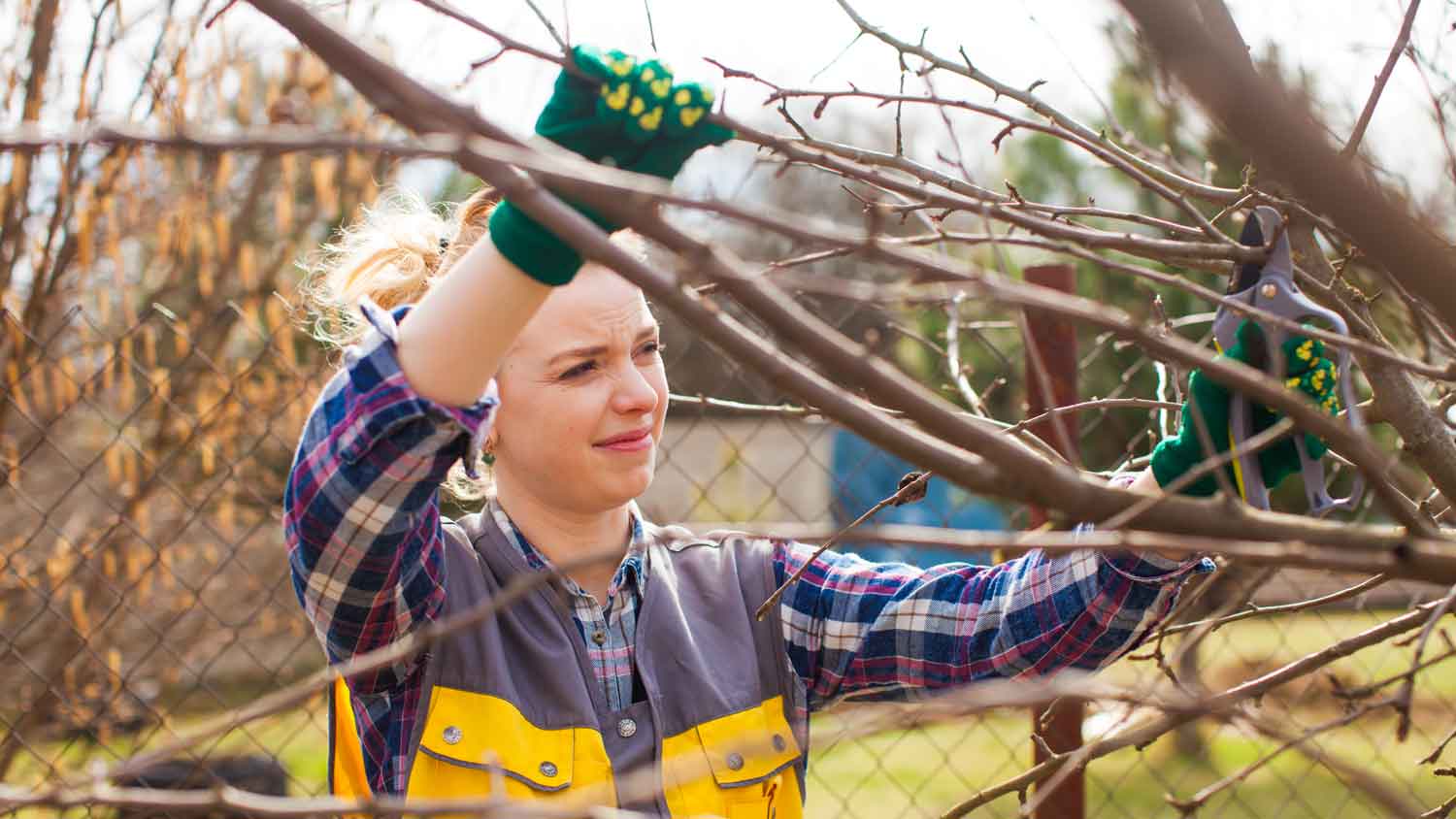 A woman pruning a tree branch