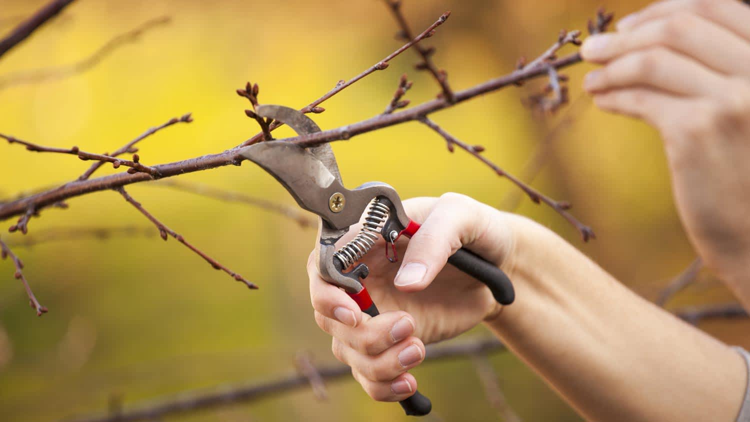 Close-up of tree branch trimming