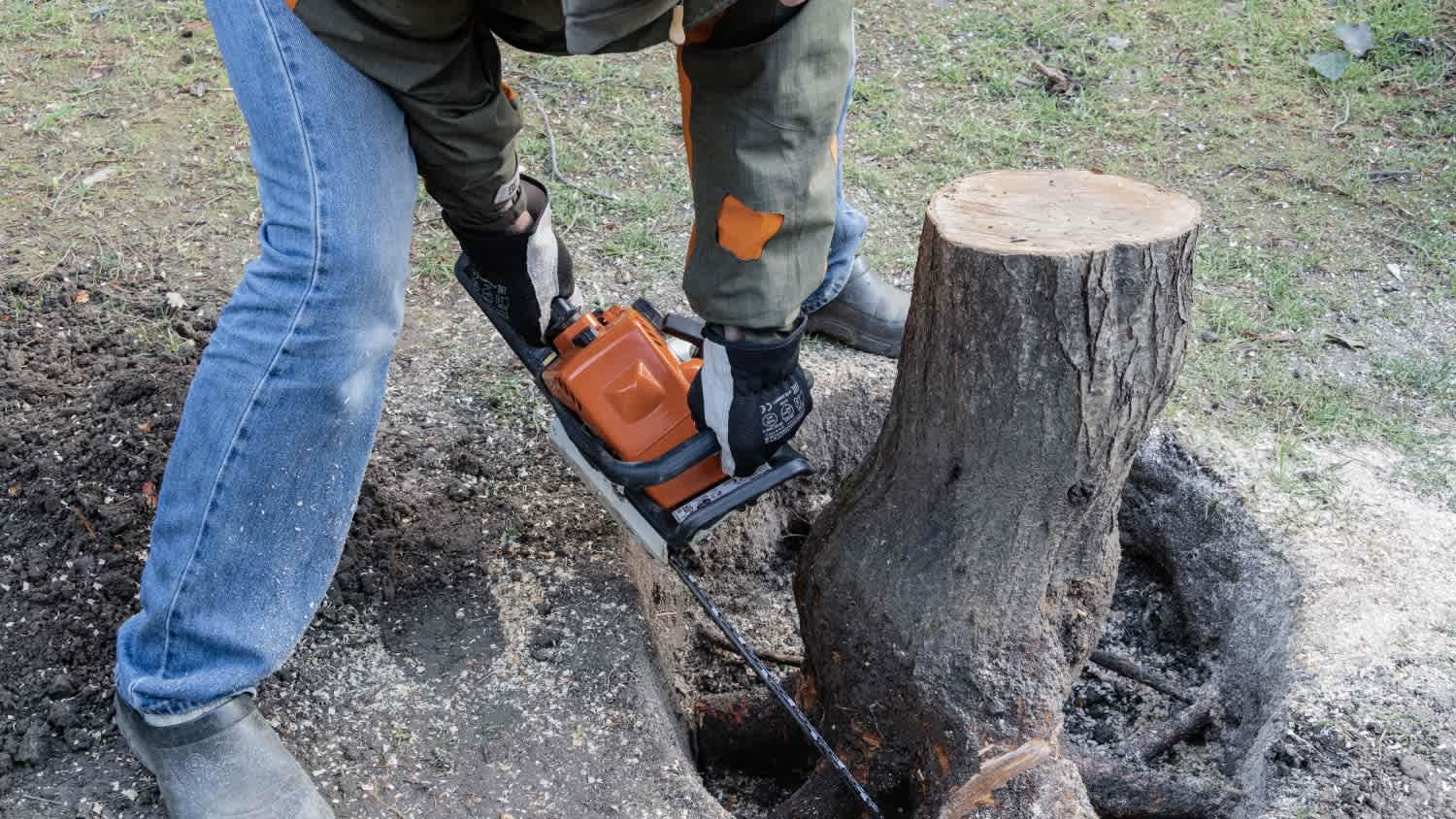 A man removing stump with large roots