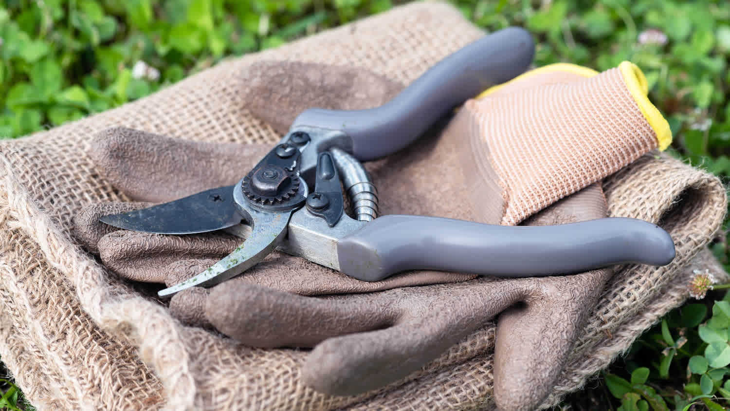 close up pruning tools