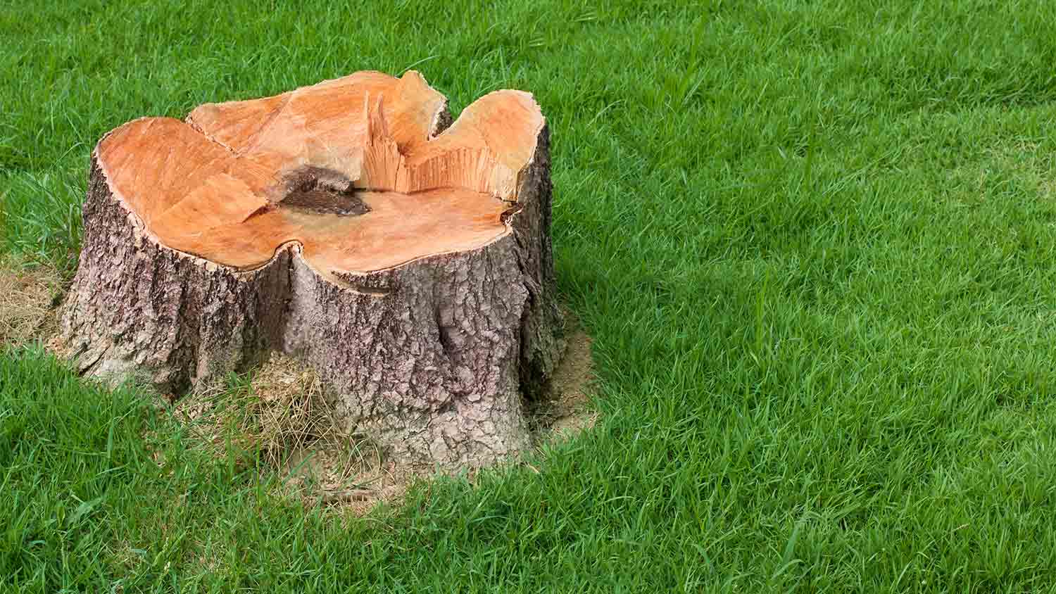 stump tree in front of yard