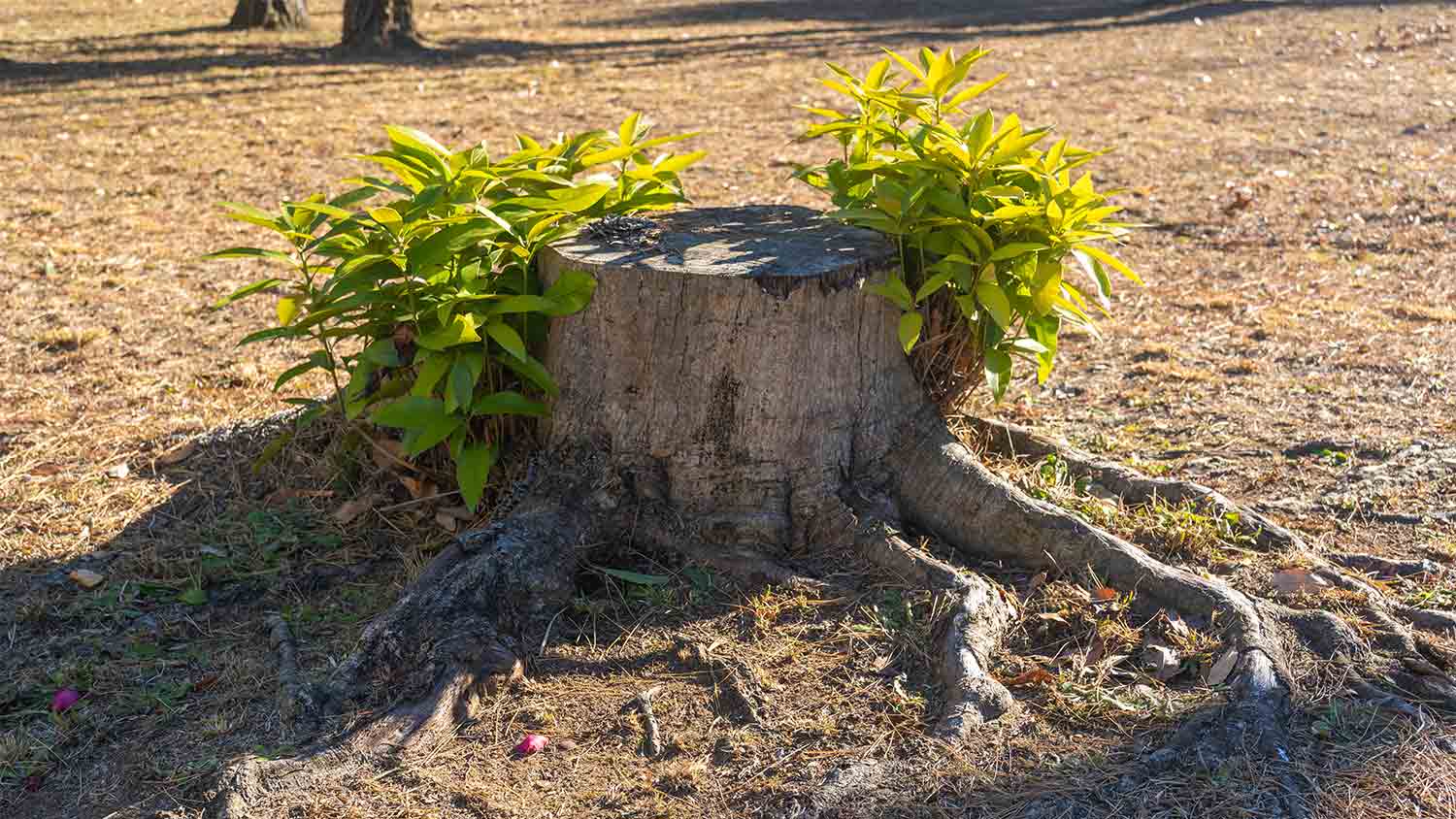 tree stump with new branches growing out of it