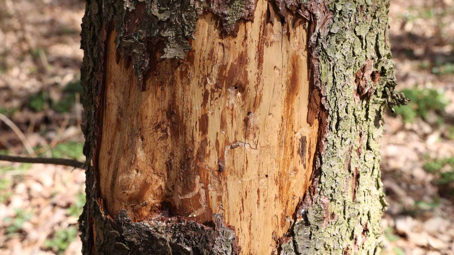 A tree trunk damaged by a bark beetle