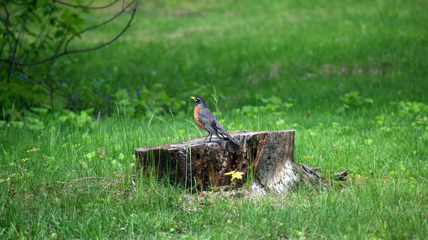 A robin sitting on a tree trunk