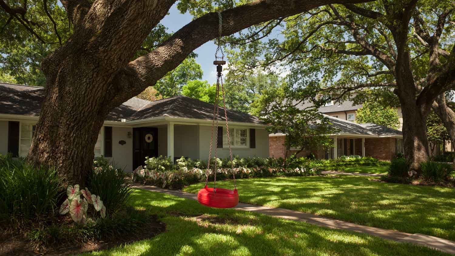 A large tree with a red swing in the front yard