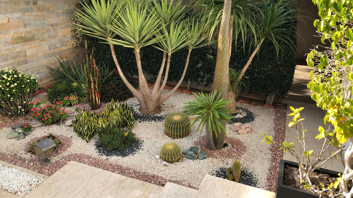 desert oasis with trees and plants