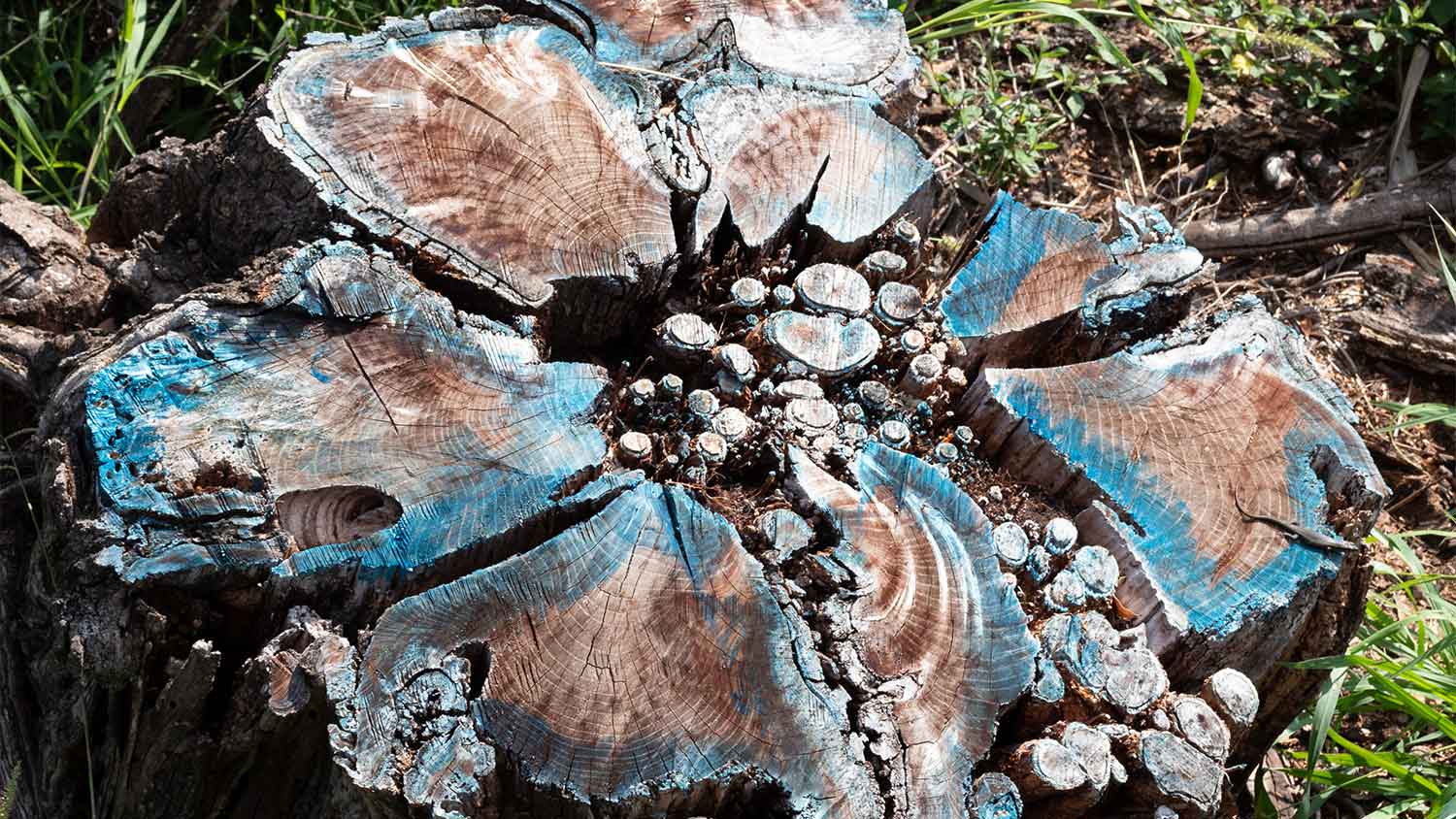 A view of a tree stump with blue herbicide applied