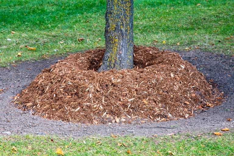 Mulch around tree
