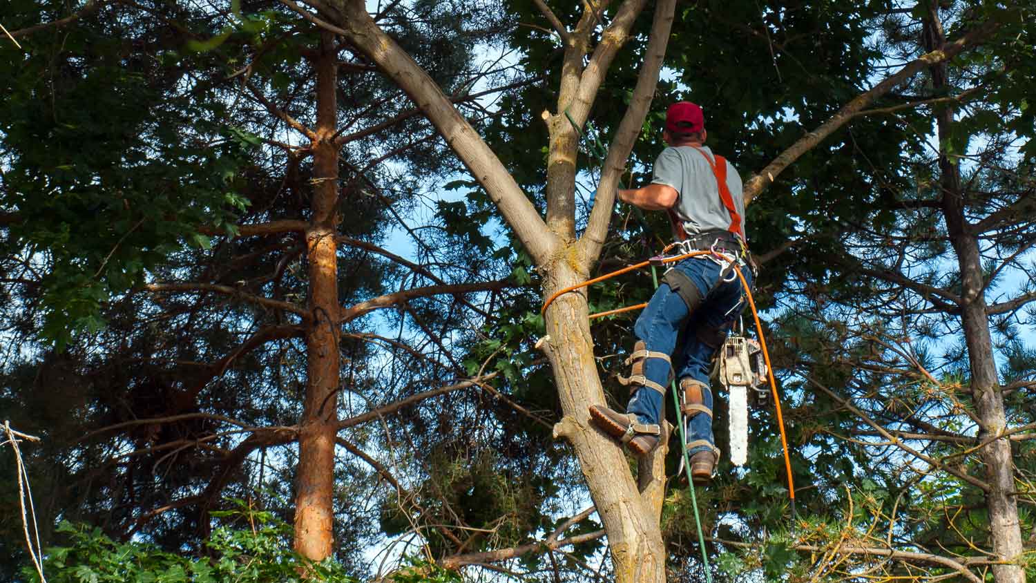 A man trimming a maple tree