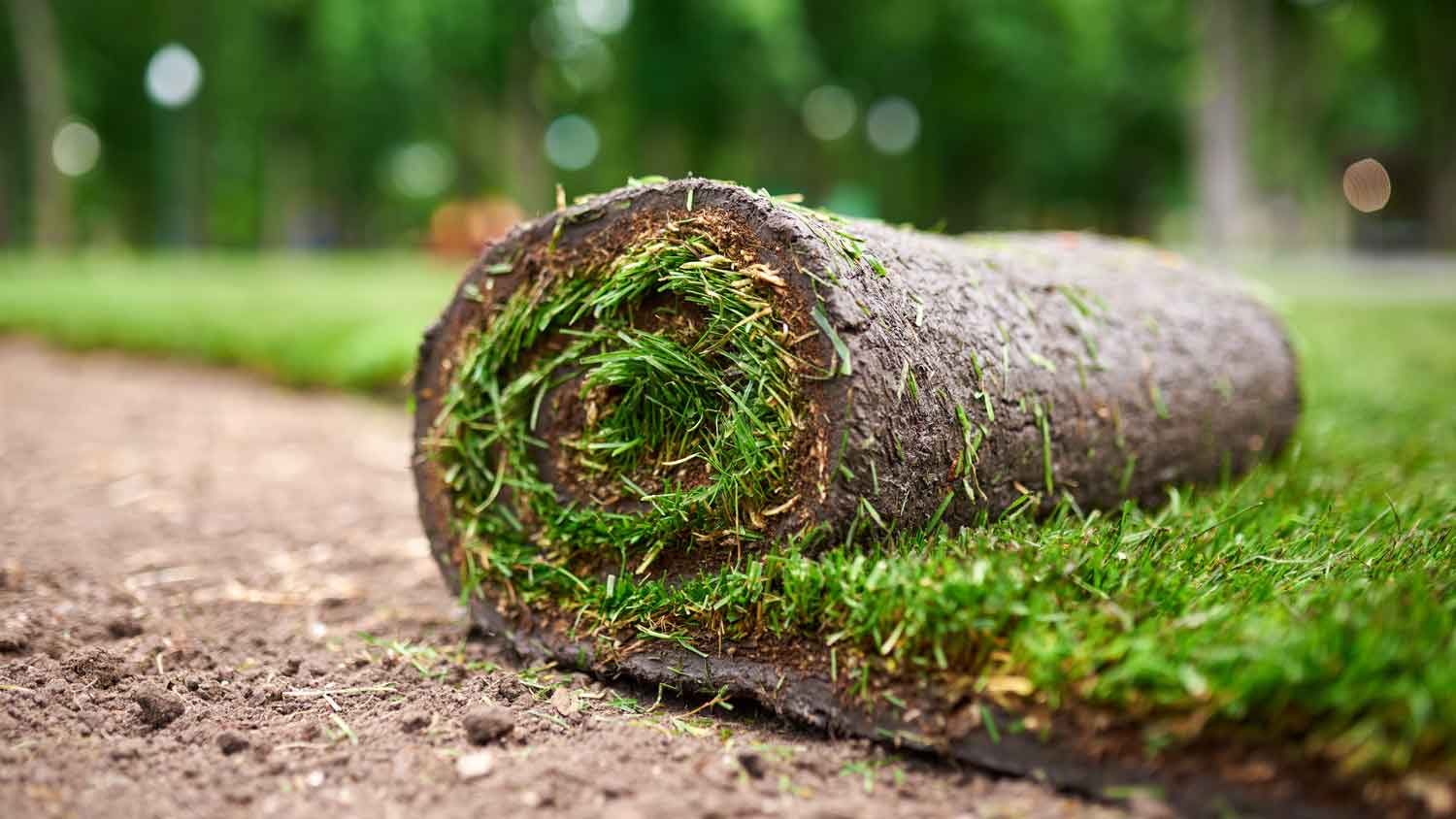 Close-up of a small roll of sod