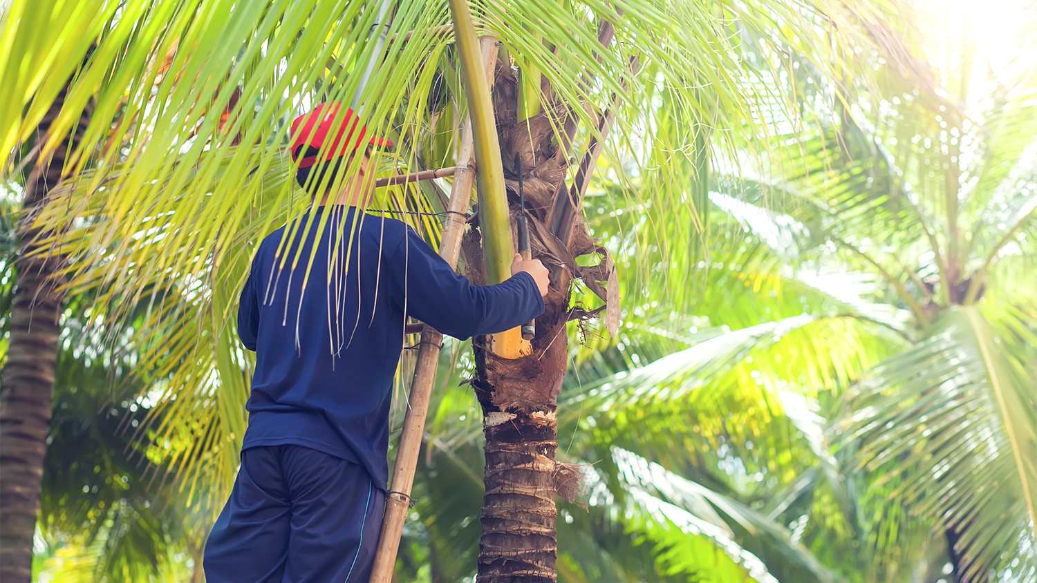 man on a ladder cutting down palm tree leaves