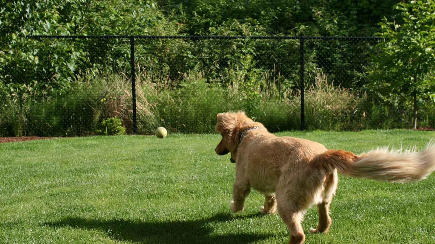 Dog playing with tennis ball in the yard