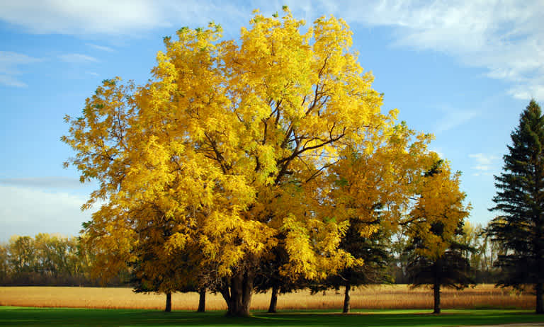 A black walnut tree with its yellow leaves during autumn