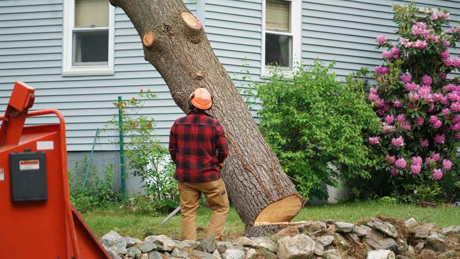 A professional removing a tree from in front of a house
