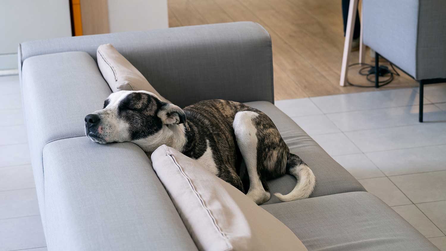 Dog taking a nap on a gray couch