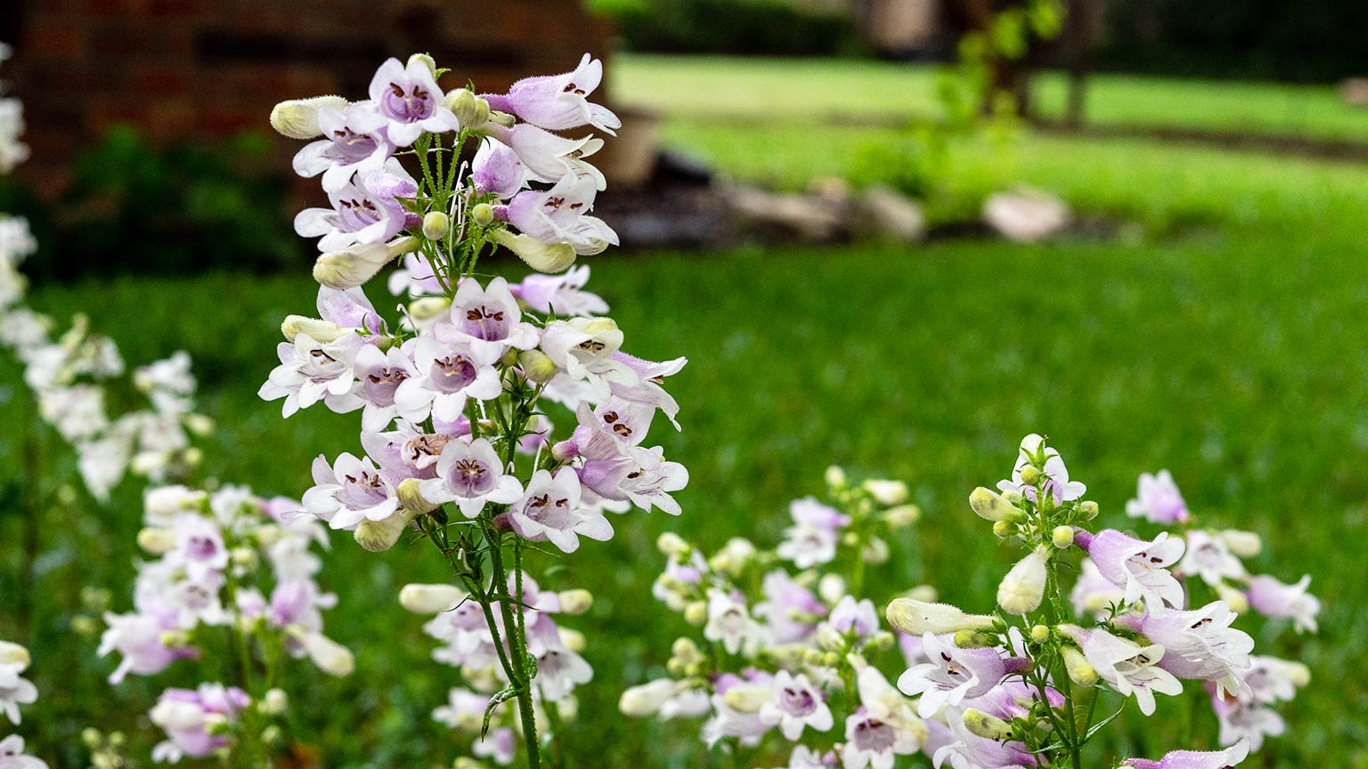 beardtongue
