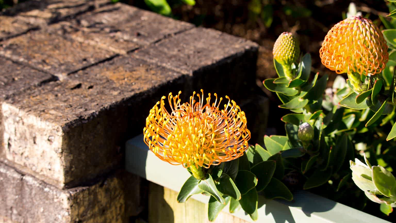pin cushion flower