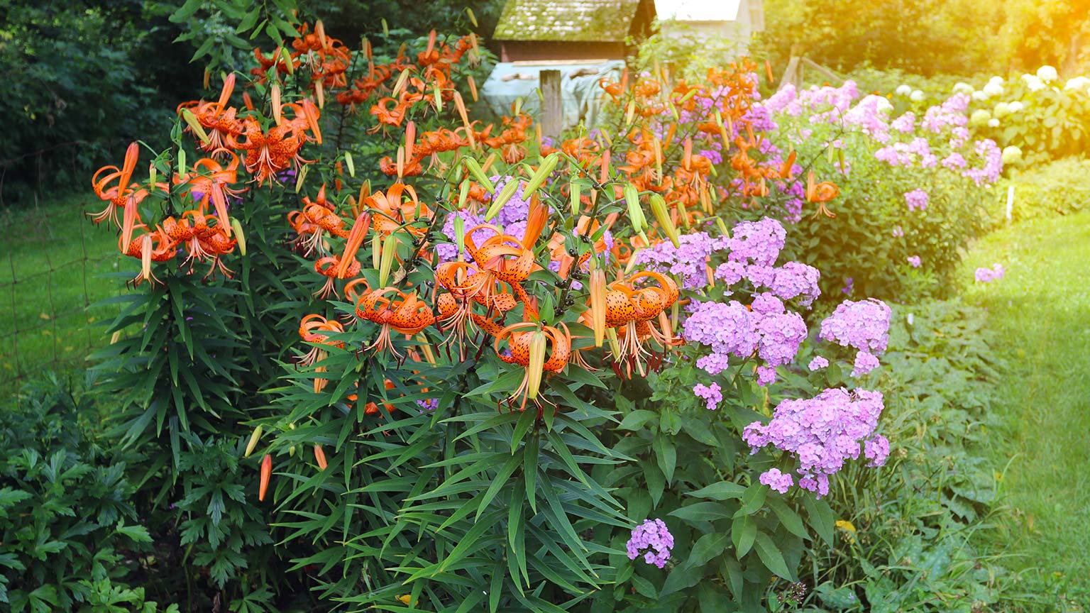 Tiger Lily